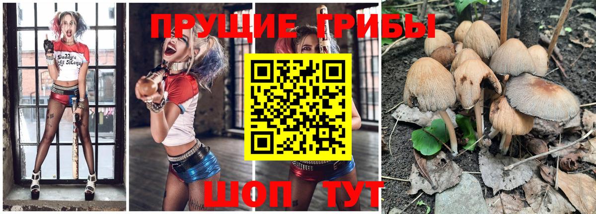 Псилоцибиновые грибы Кореновск